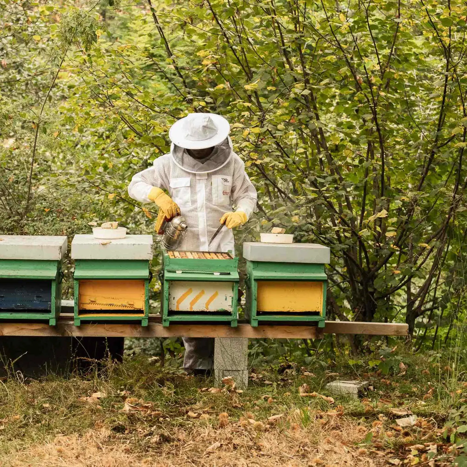 Le arnie colorate dell'apiario nel bosco
