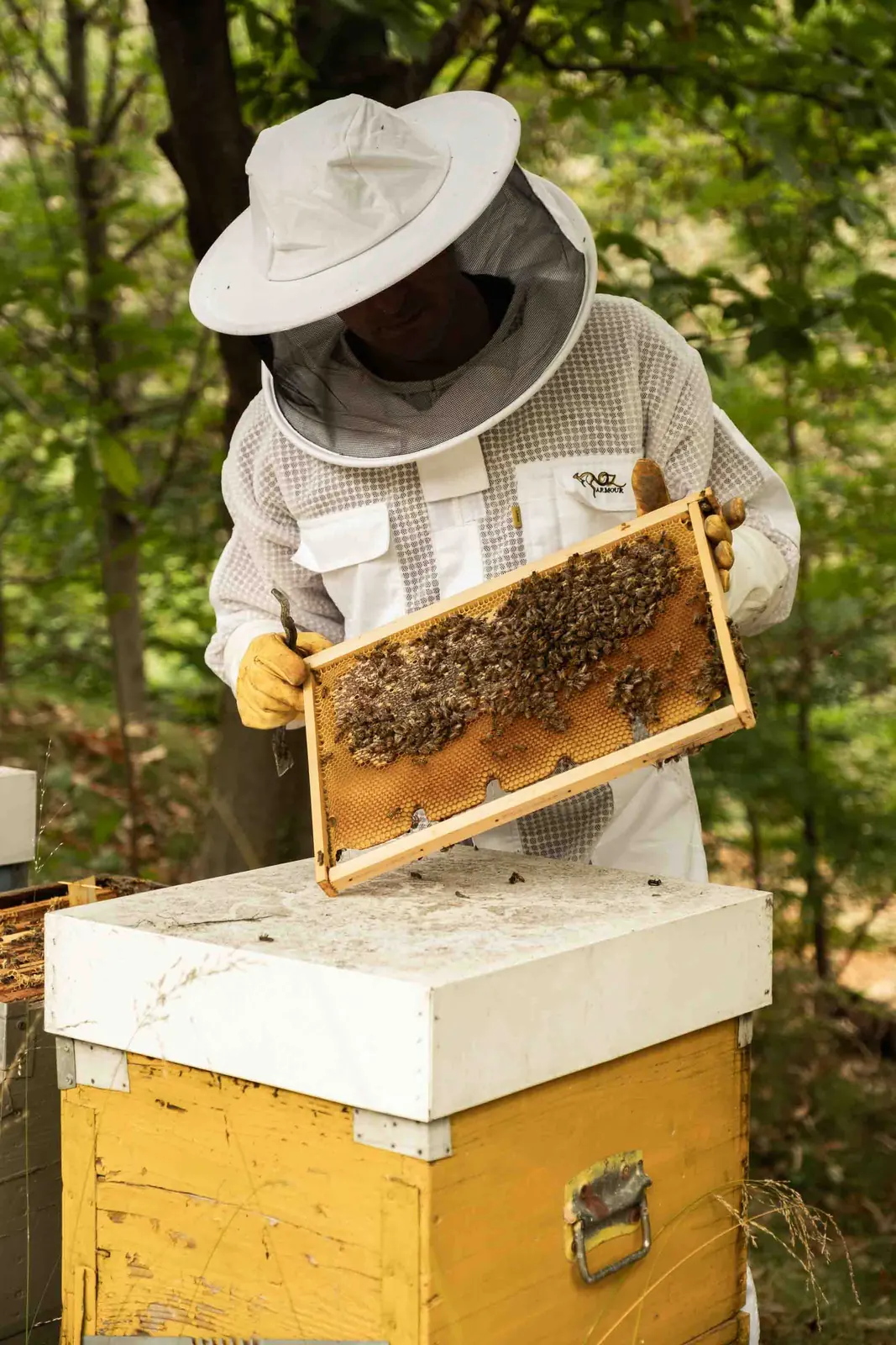 L'apicoltore del Bosco controlla un telaino accanto all'arnia