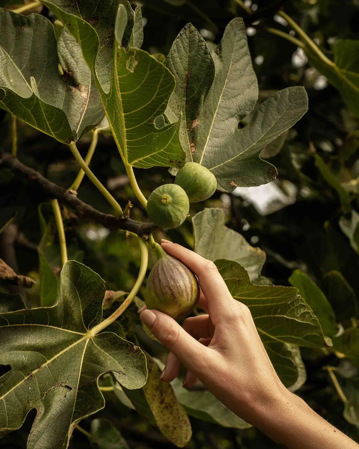 Raccolta dei fichi dall'albero