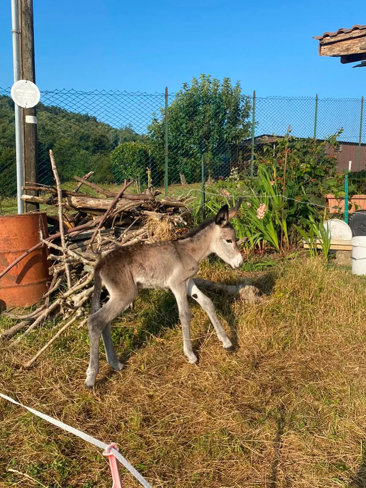 Un puledro d'asino nel prato del Bosco